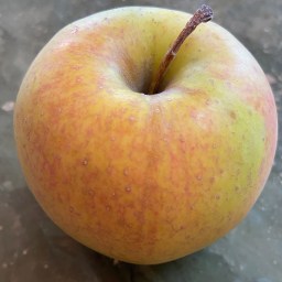 Dixon Apples Albuquerque, Part 2